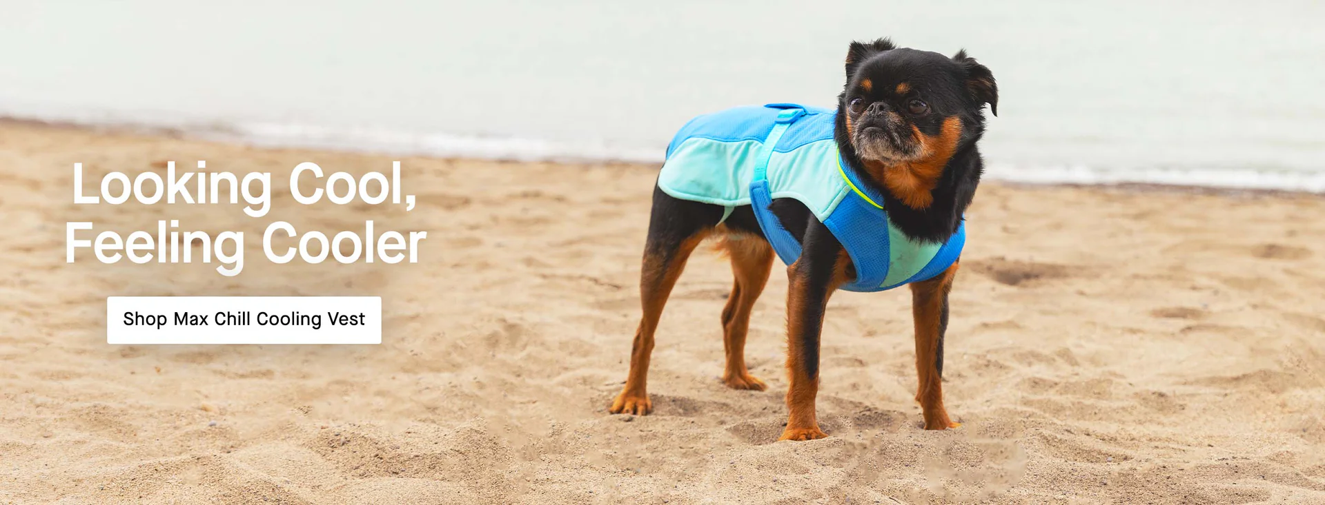 Everyday Style for Every Dog